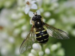 Dasysyrphus venustus